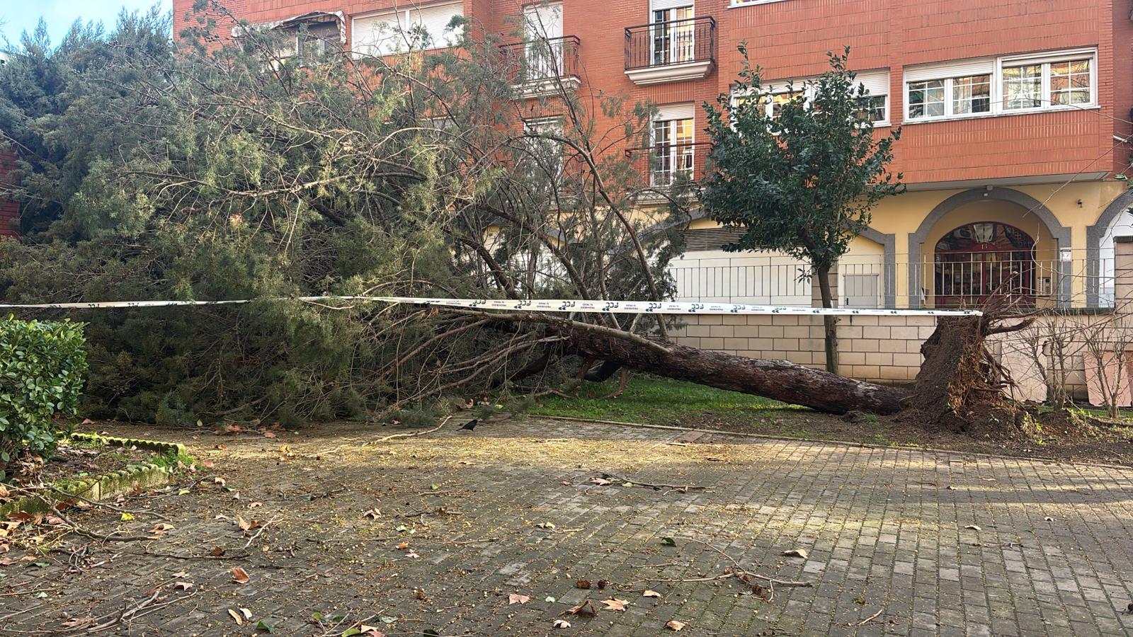 Árbol caído por el viento